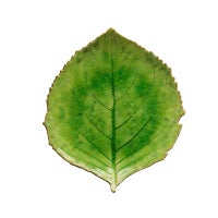 ハイドランジアリーフ22cm